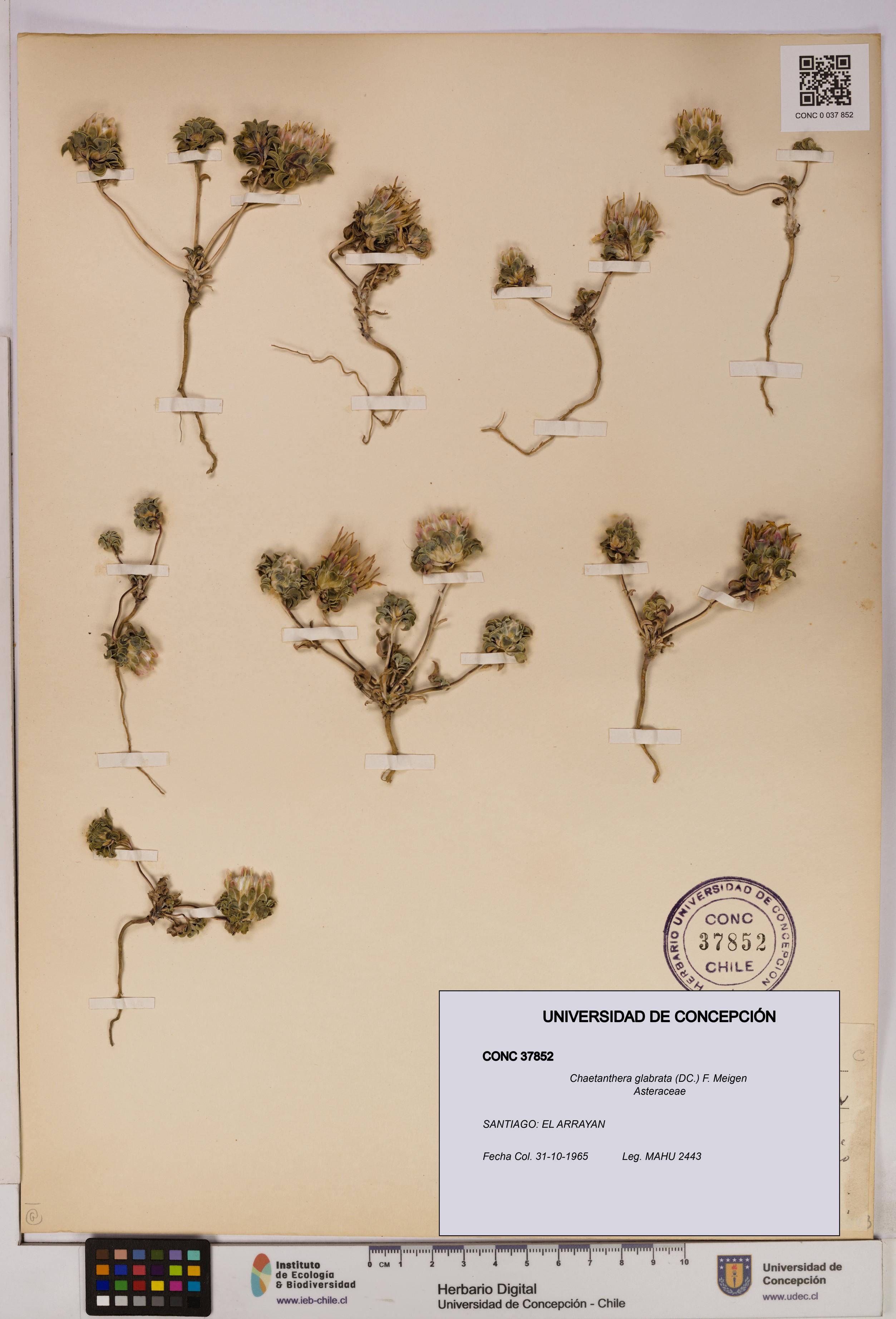 Chaetanthera glabrata [Espécimen: UDEC:CONC:0037852]