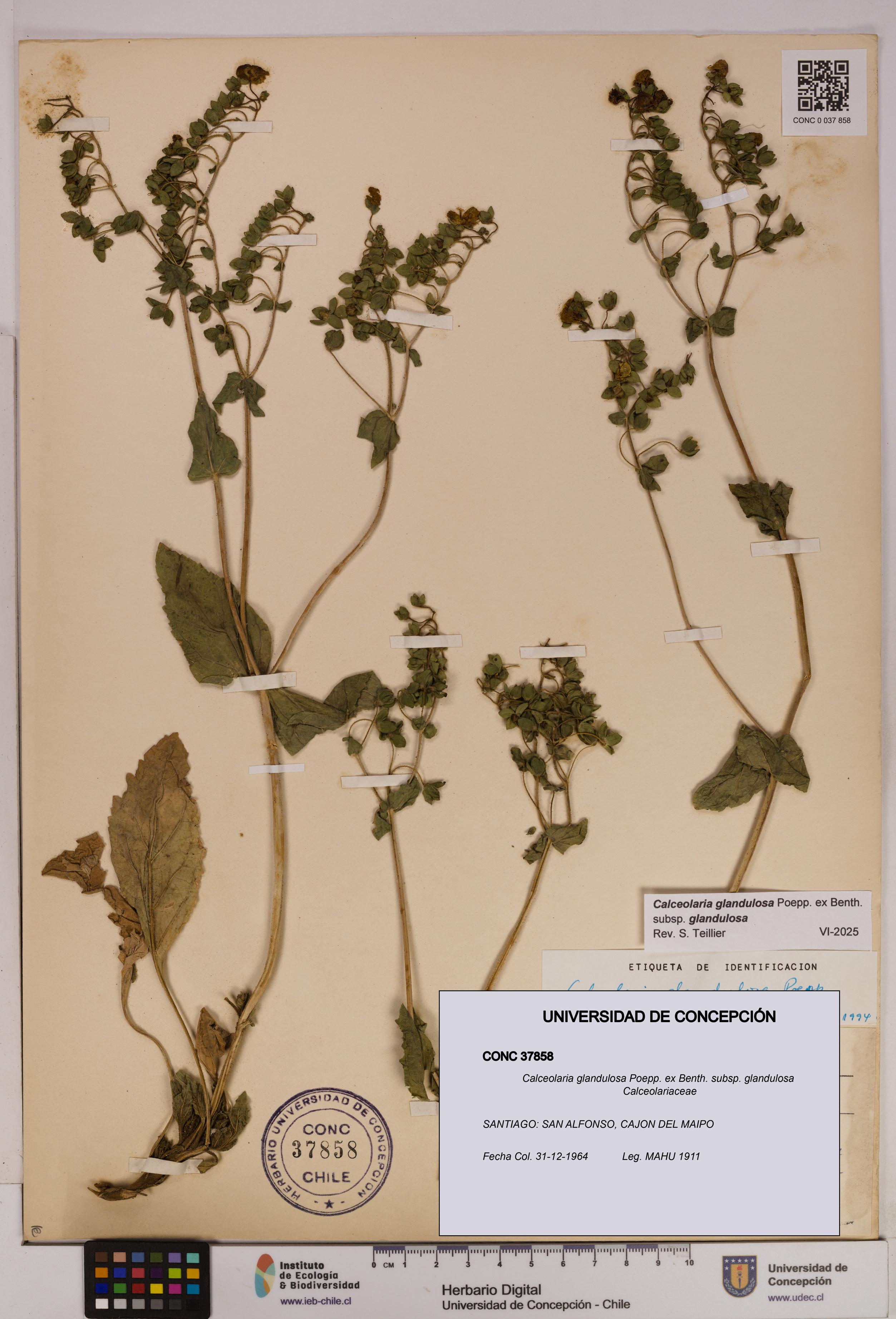 Calceolaria glandulosa [Espécimen: UDEC:CONC:0037858]