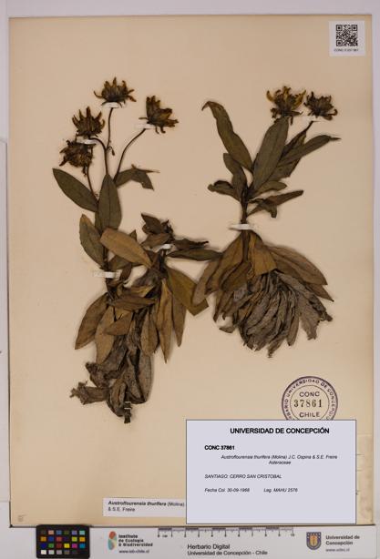 Austroflourensia thurifera [Espécimen: UDEC:CONC:0037861]