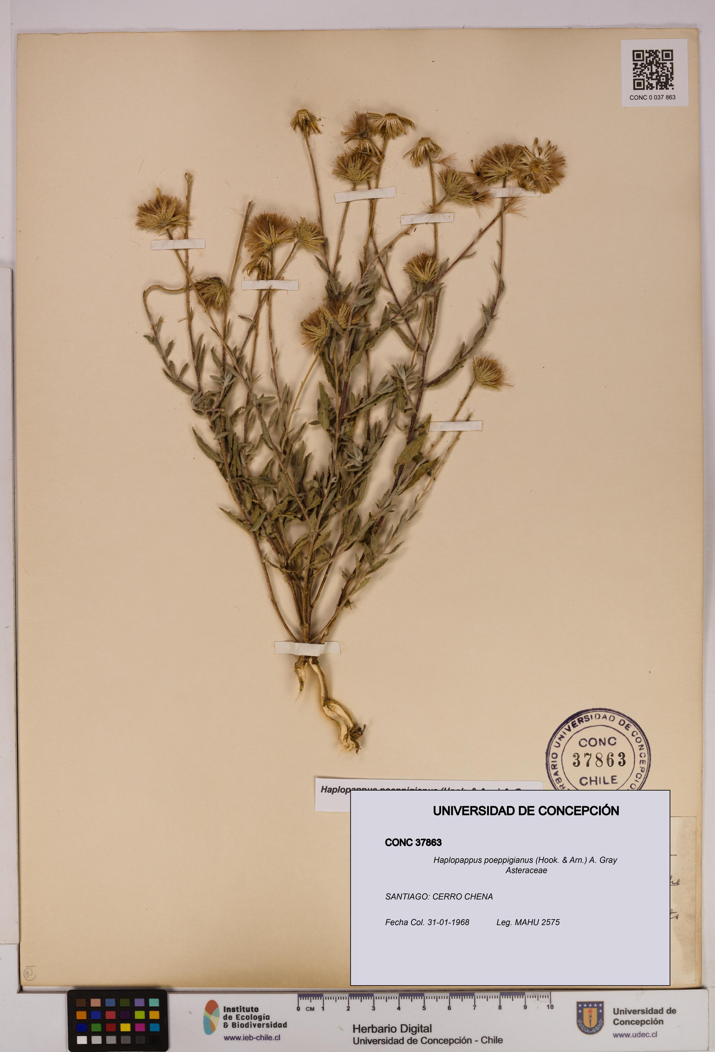 Haplopappus poeppigianus [Espécimen: UDEC:CONC:0037863]