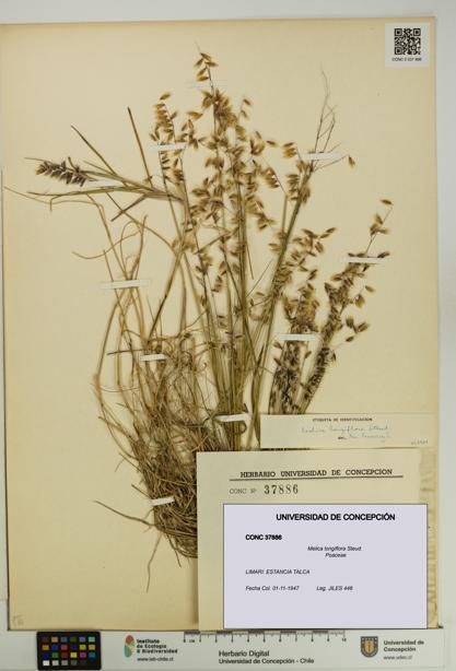 Melica longiflora [Espécimen: UDEC:CONC:0037886]