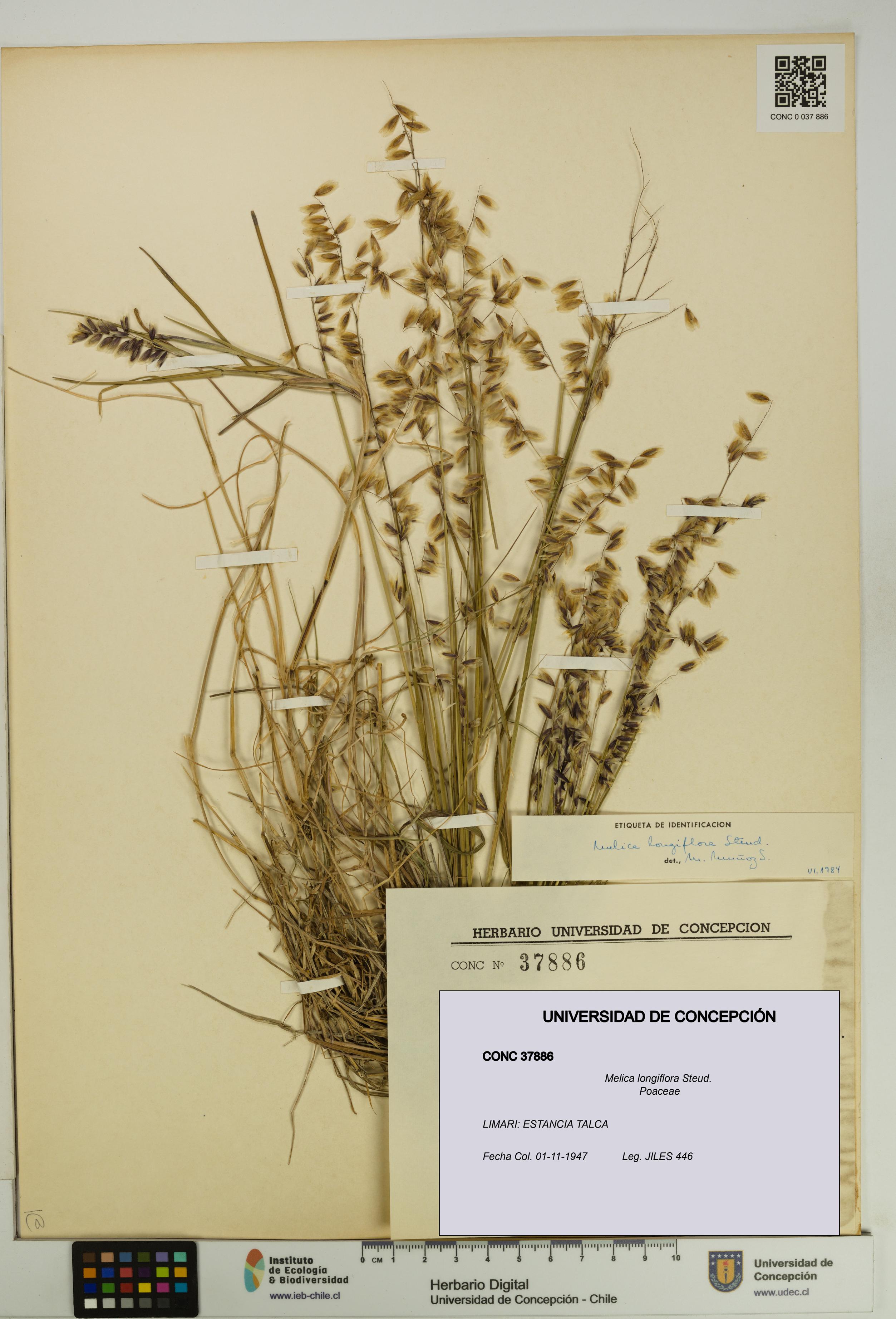 Melica longiflora [Espécimen: UDEC:CONC:0037886]