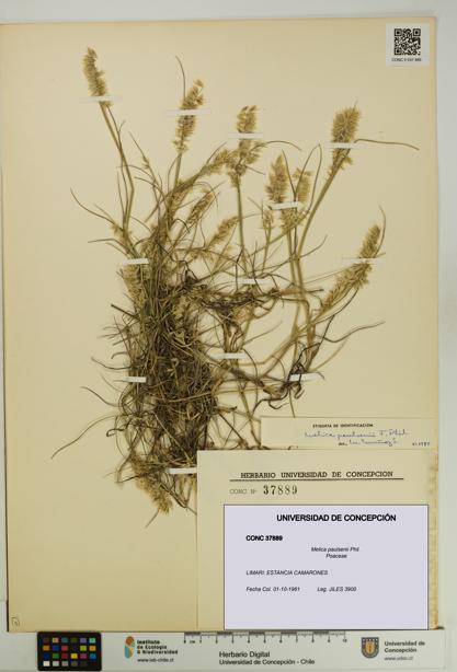 Melica paulsenii [Espécimen: UDEC:CONC:0037889]