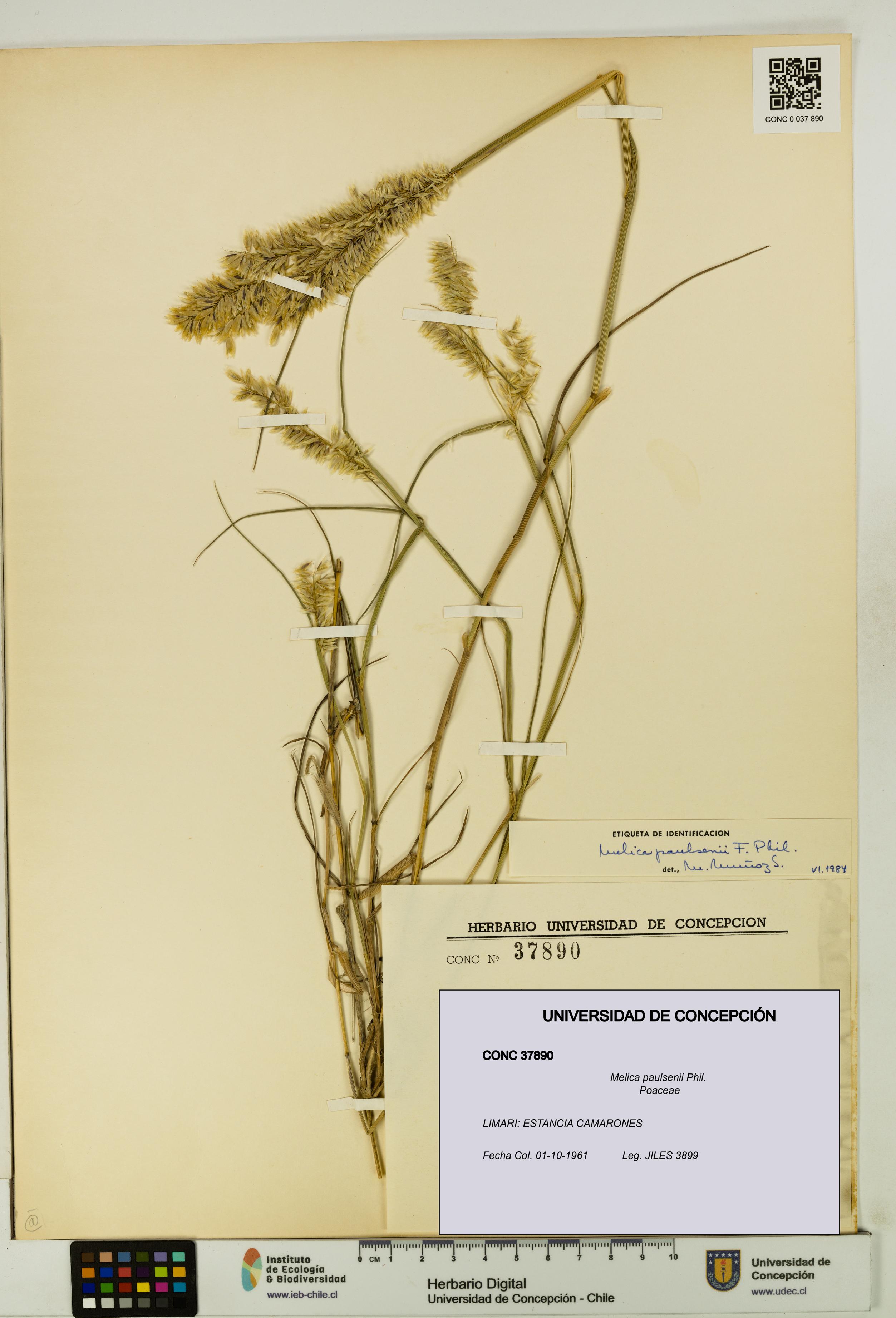 Melica paulsenii [Espécimen: UDEC:CONC:0037890]