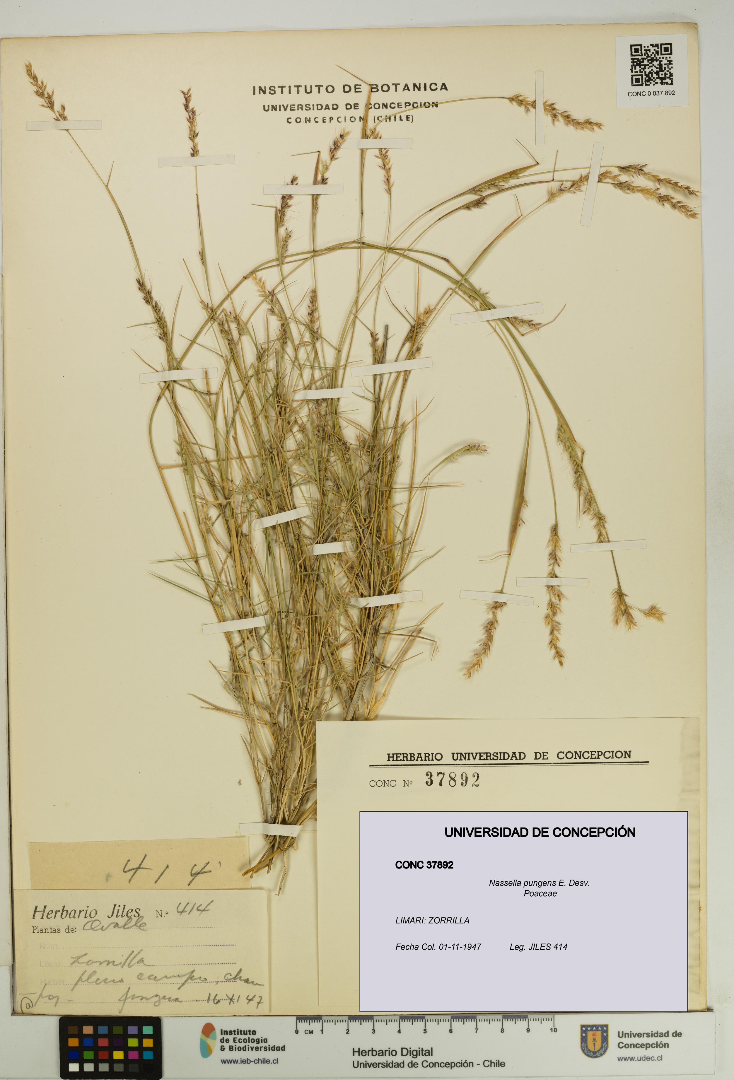 Nassella pungens [Espécimen: UDEC:CONC:0037892]