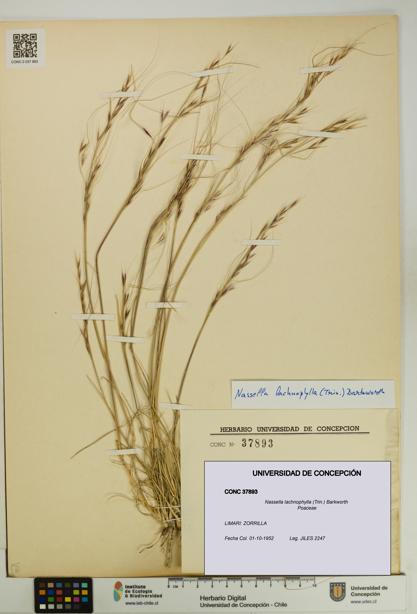 Nassella lachnophylla [Espécimen: UDEC:CONC:0037893]