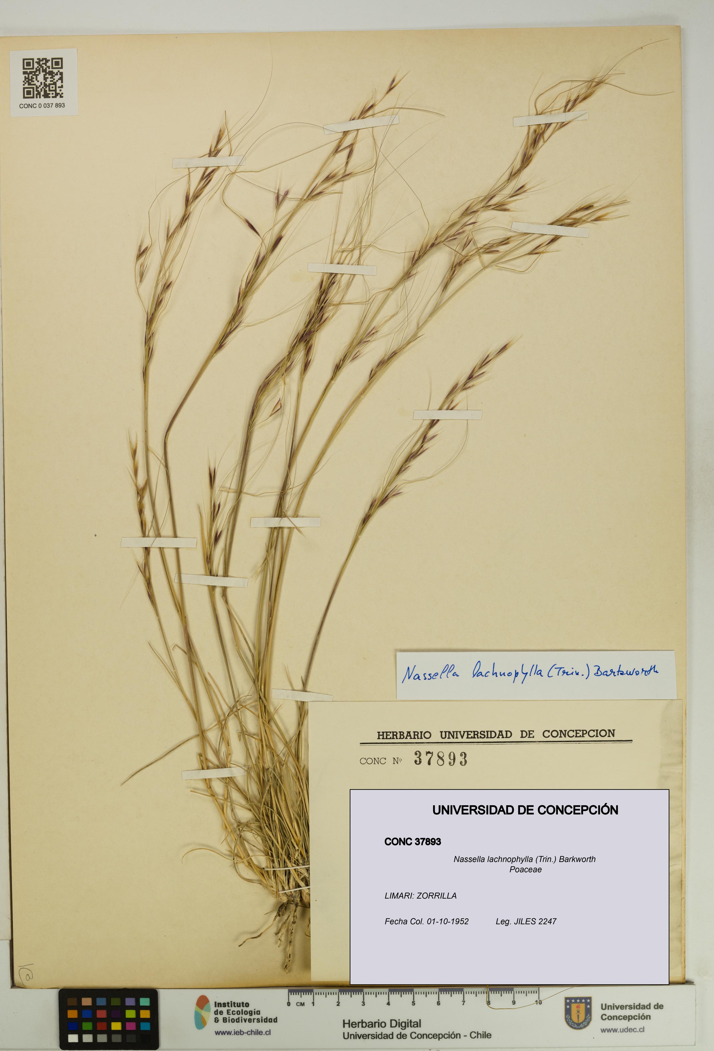 Nassella lachnophylla [Espécimen: UDEC:CONC:0037893]