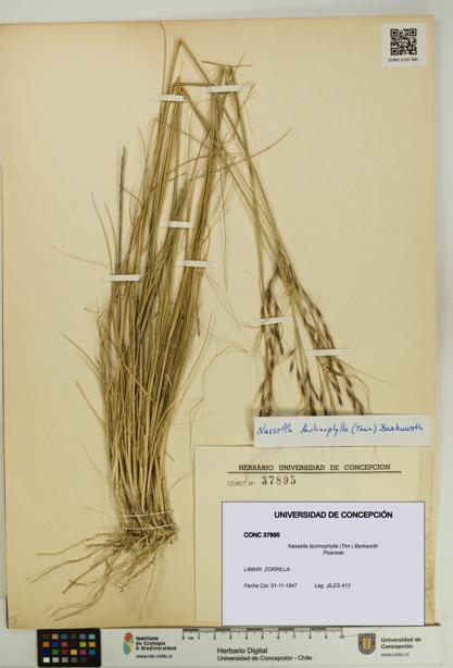 Nassella lachnophylla [Espécimen: UDEC:CONC:0037895]