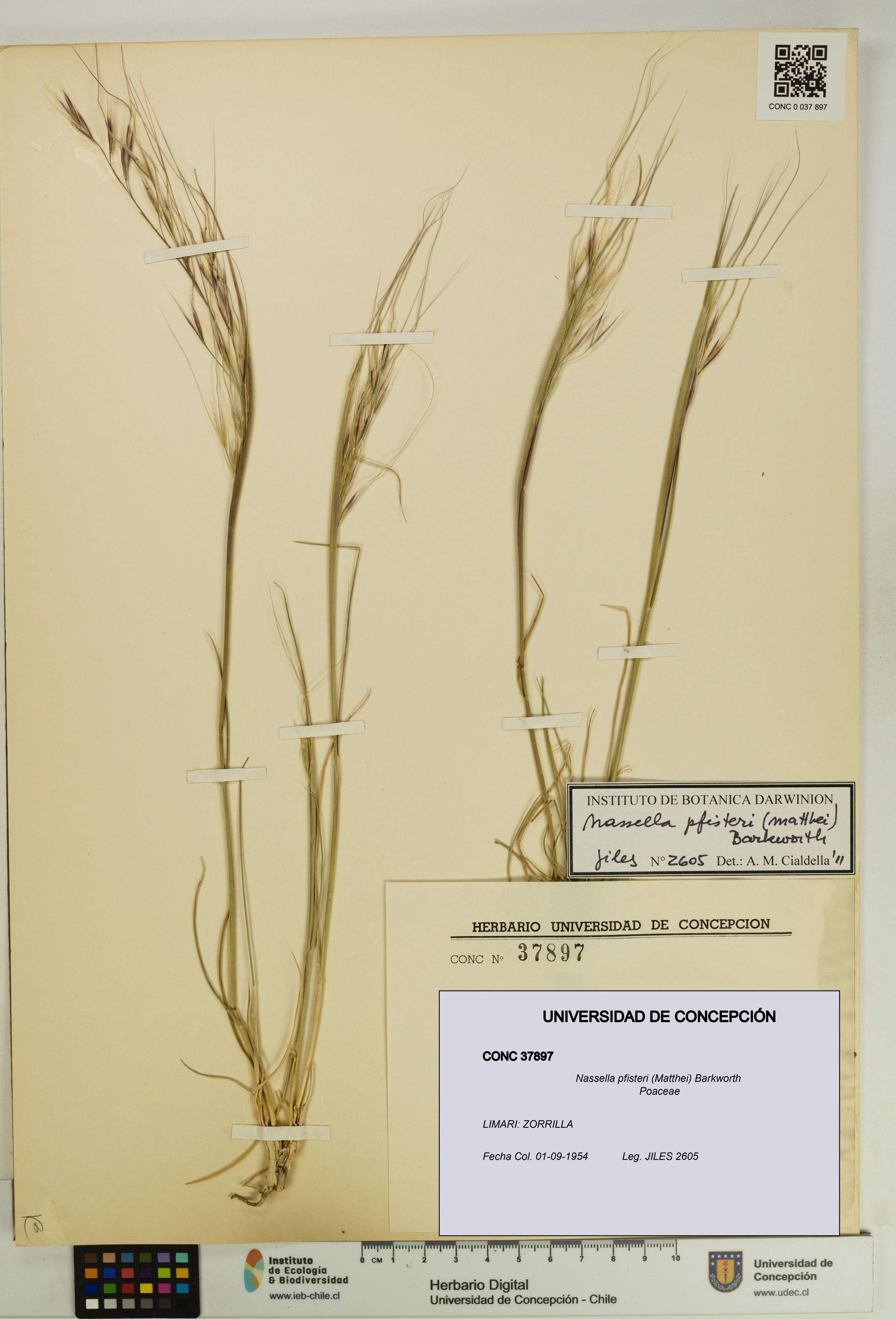 Nassella pfisteri [Espécimen: UDEC:CONC:0037897]