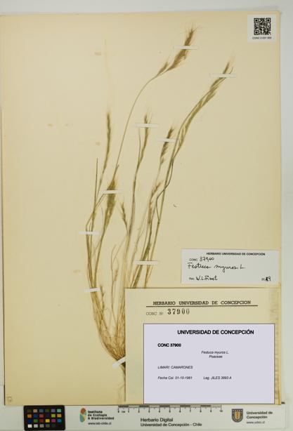 Festuca myuros [Espécimen: UDEC:CONC:0037900]