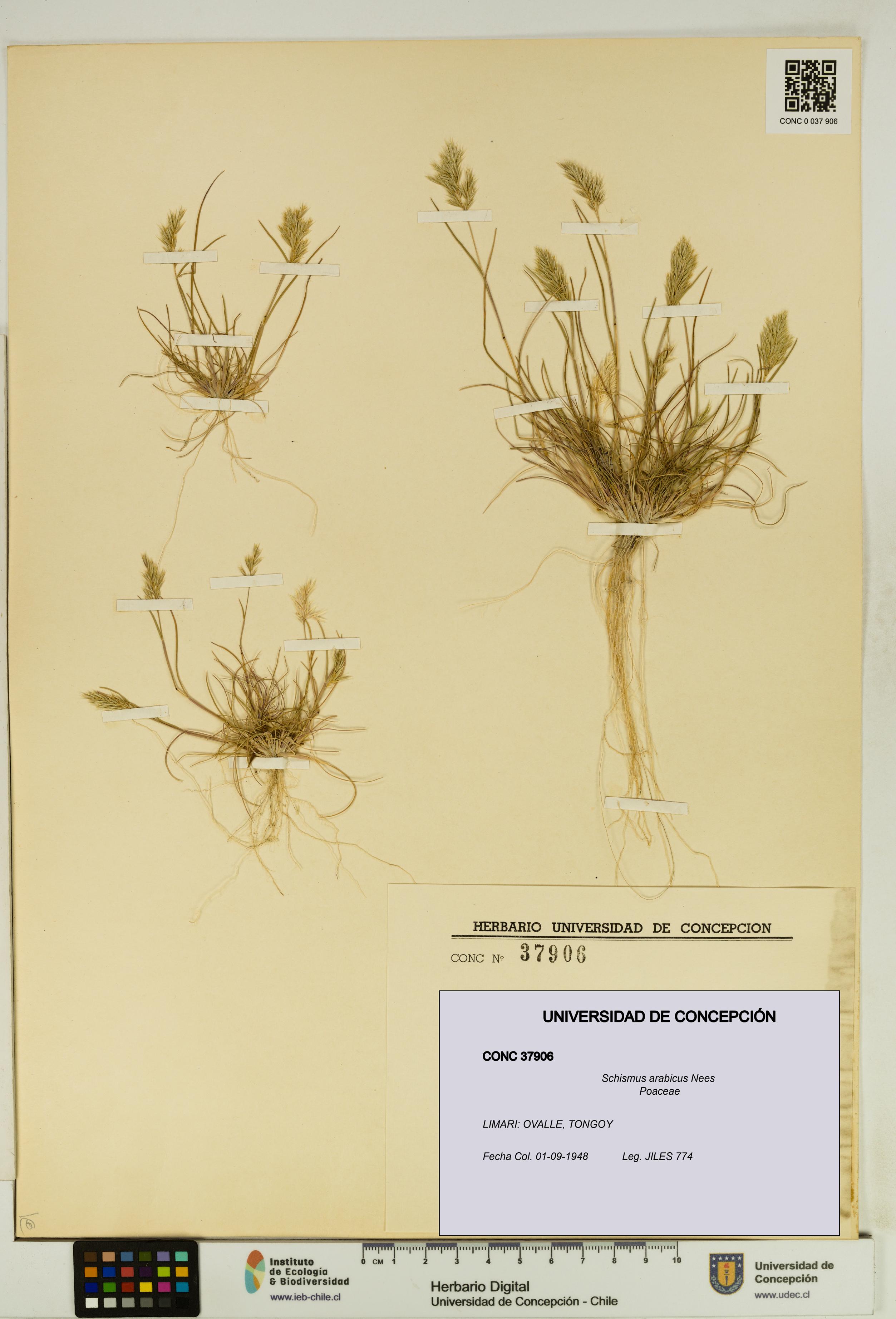 Schismus arabicus [Espécimen: UDEC:CONC:0037906]