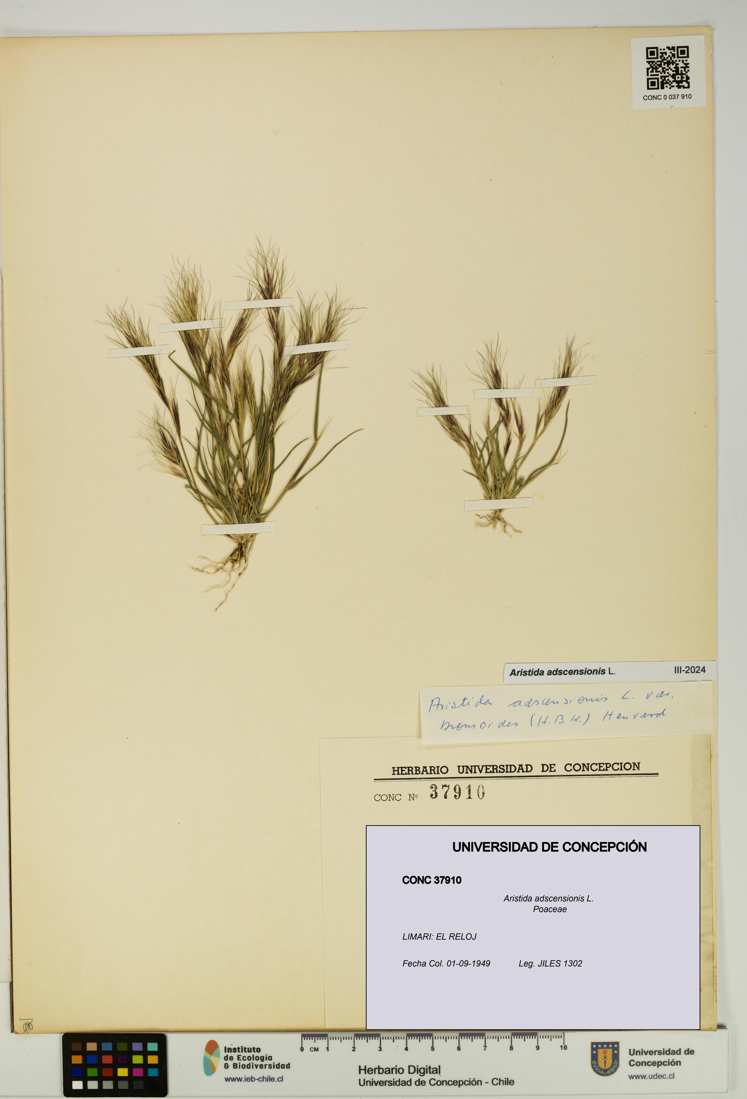 Aristida adscensionis [Espécimen: UDEC:CONC:0037910]