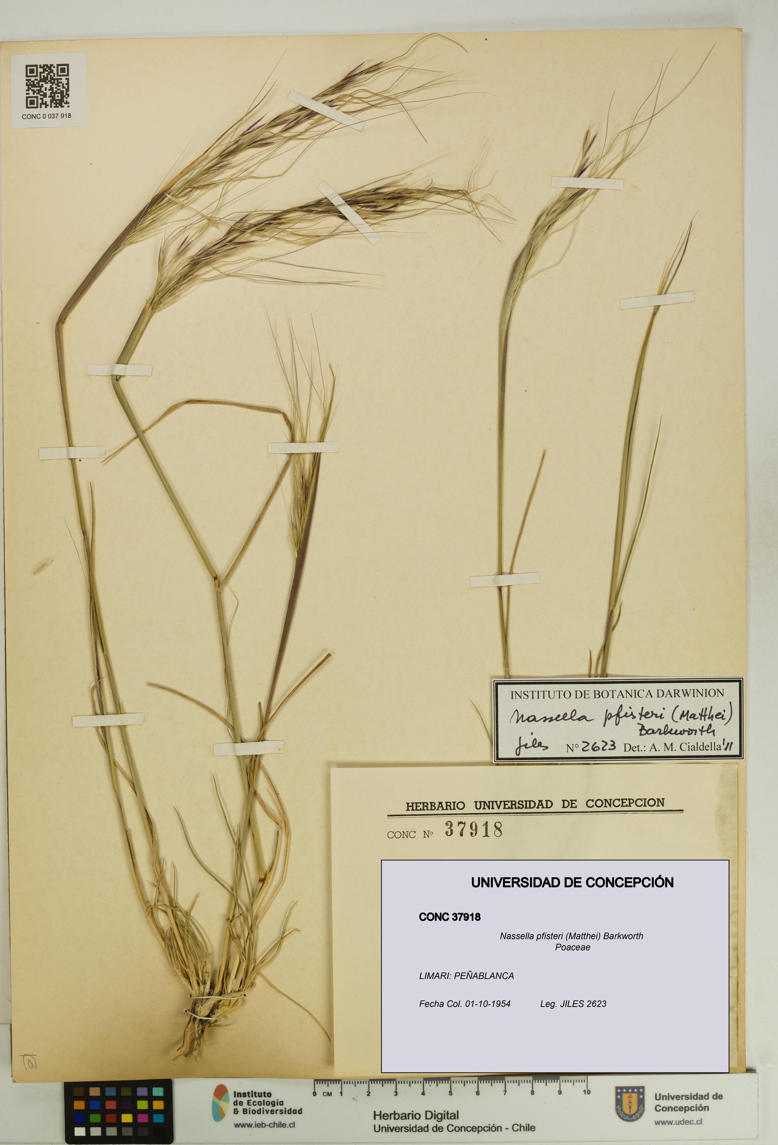 Nassella pfisteri [Espécimen: UDEC:CONC:0037918]