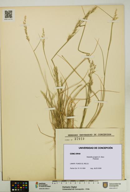 Nassella pungens [Espécimen: UDEC:CONC:0037919]