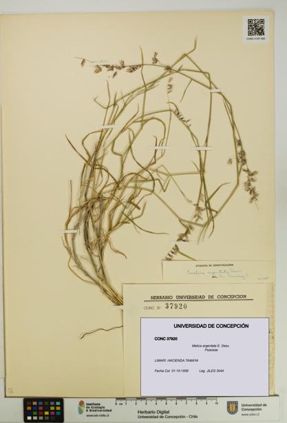 Melica argentata [Espécimen: UDEC:CONC:0037920]