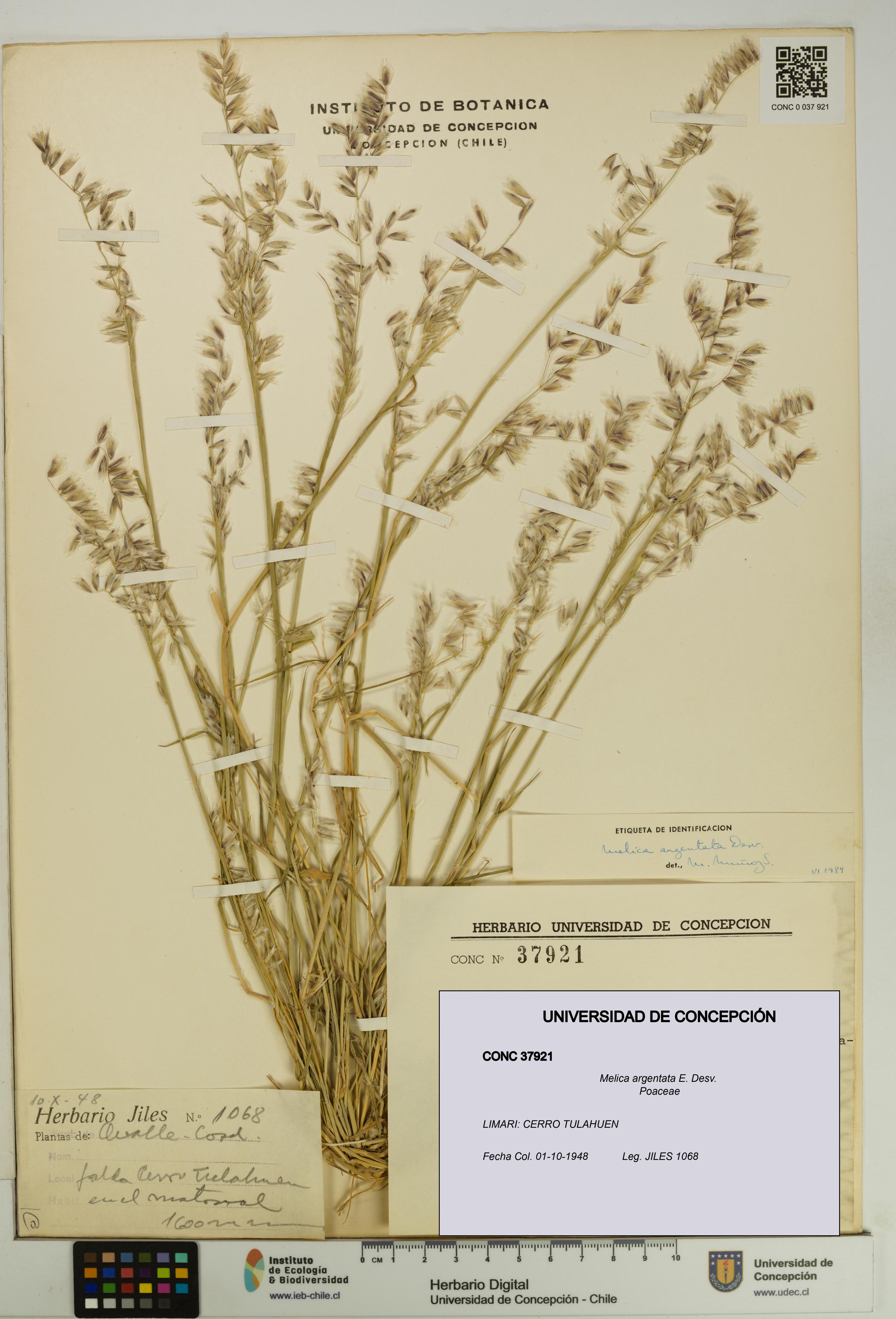 Melica argentata [Espécimen: UDEC:CONC:0037921]