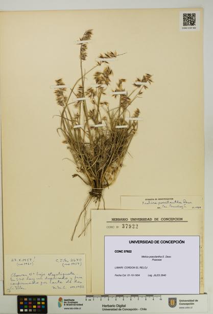 Melica poecilantha [Espécimen: UDEC:CONC:0037922]