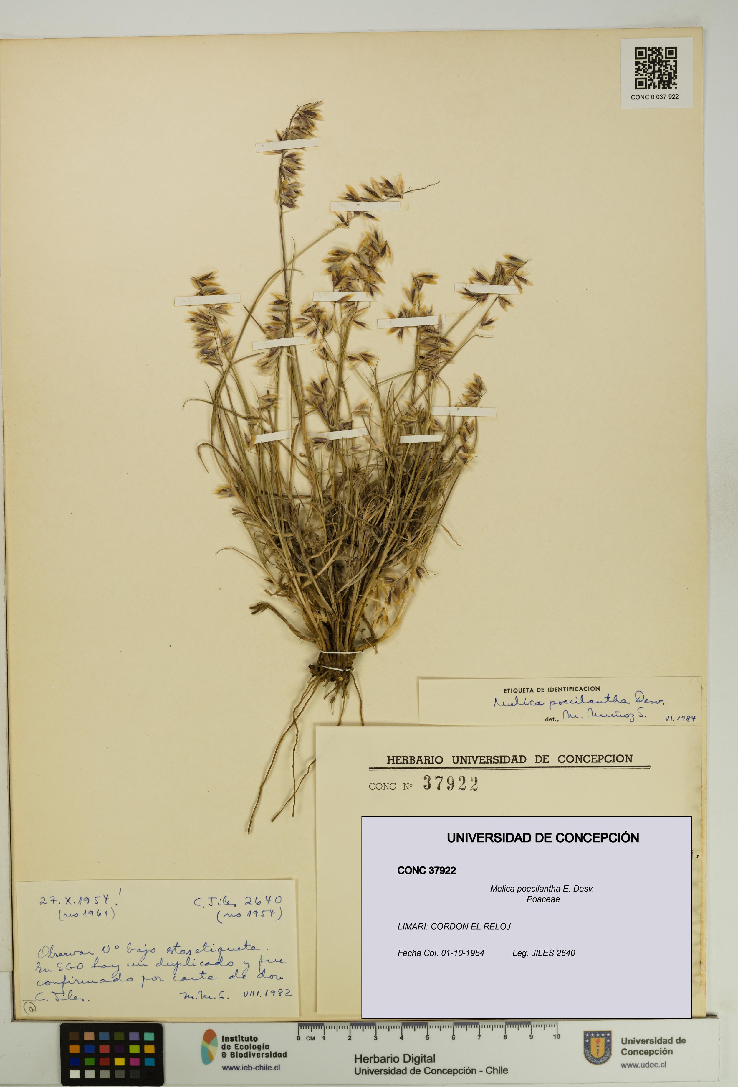 Melica poecilantha [Espécimen: UDEC:CONC:0037922]