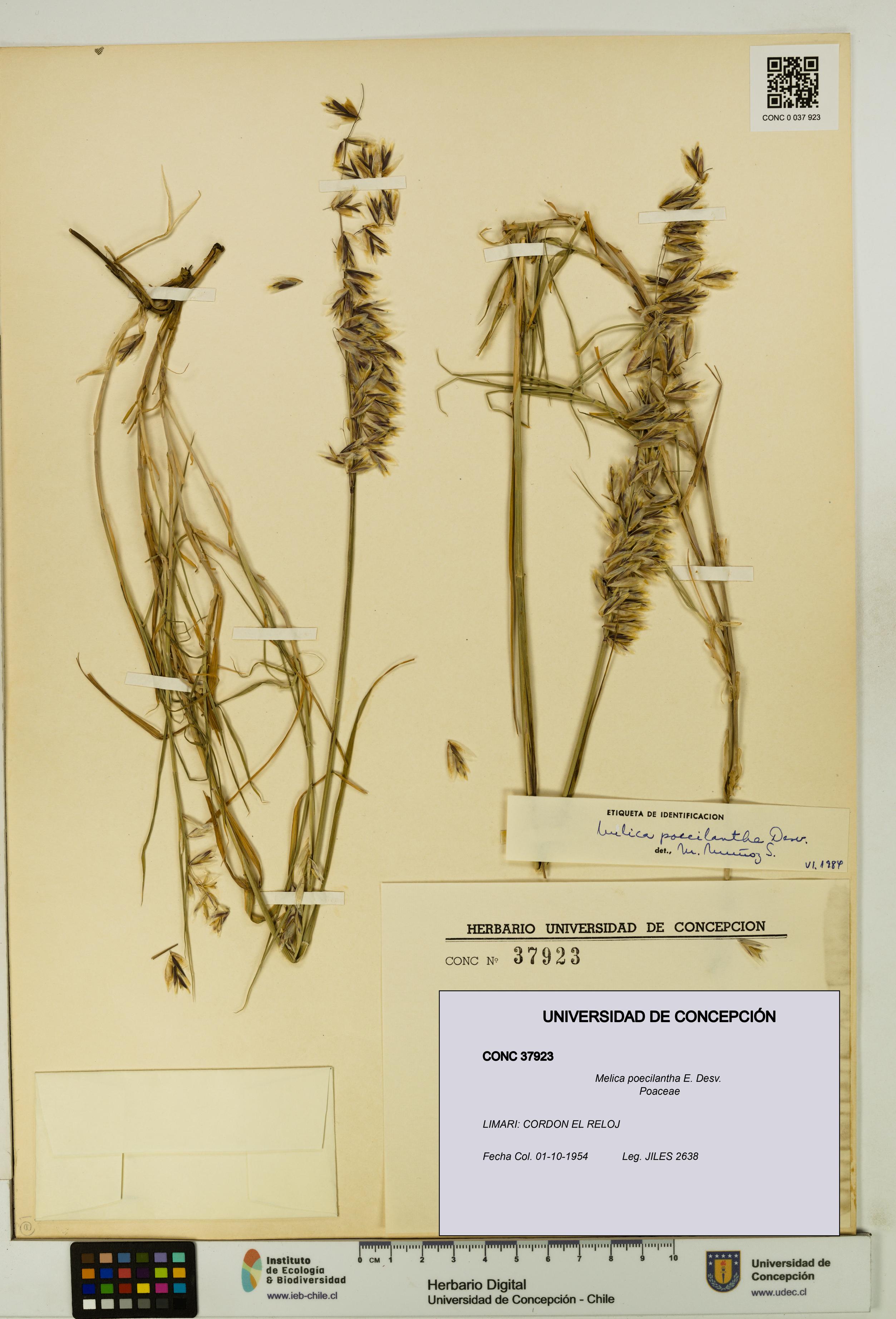 Melica poecilantha [Espécimen: UDEC:CONC:0037923]