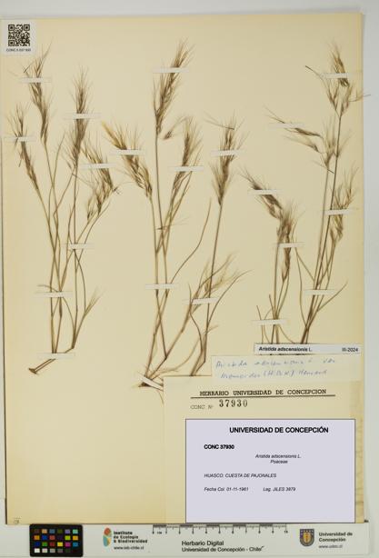 Aristida adscensionis [Espécimen: UDEC:CONC:0037930]