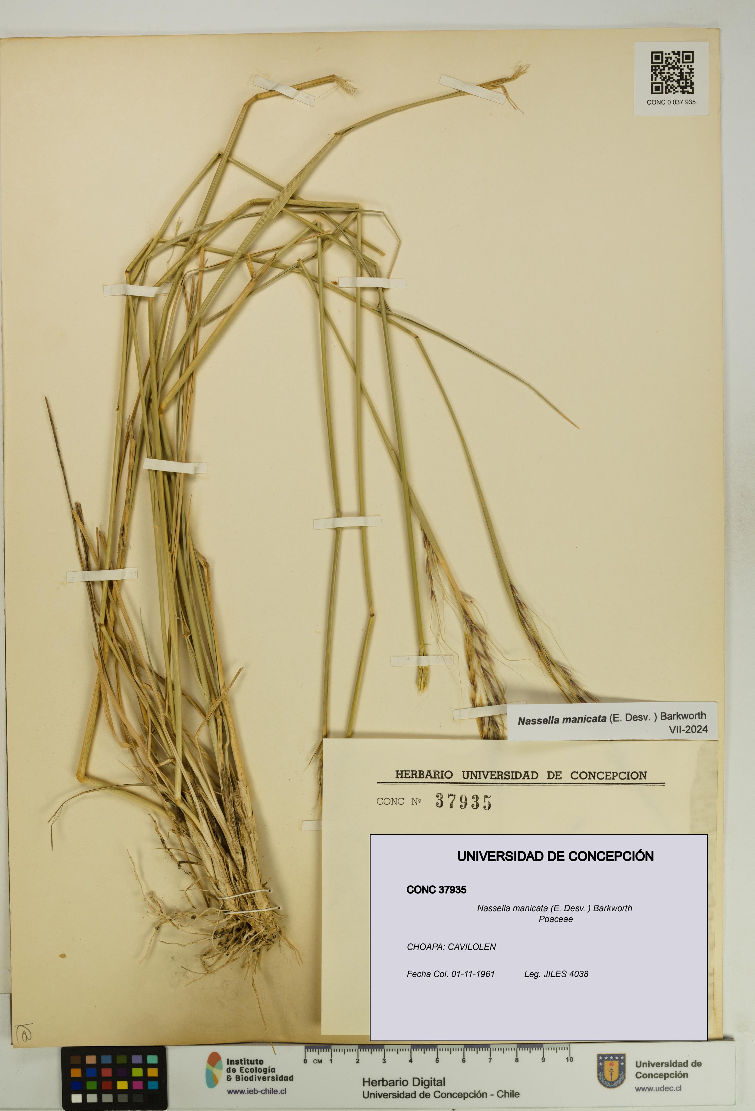 Nassella manicata [Espécimen: UDEC:CONC:0037935]