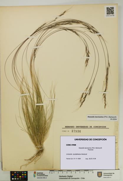 Nassella laevissima [Espécimen: UDEC:CONC:0037936]