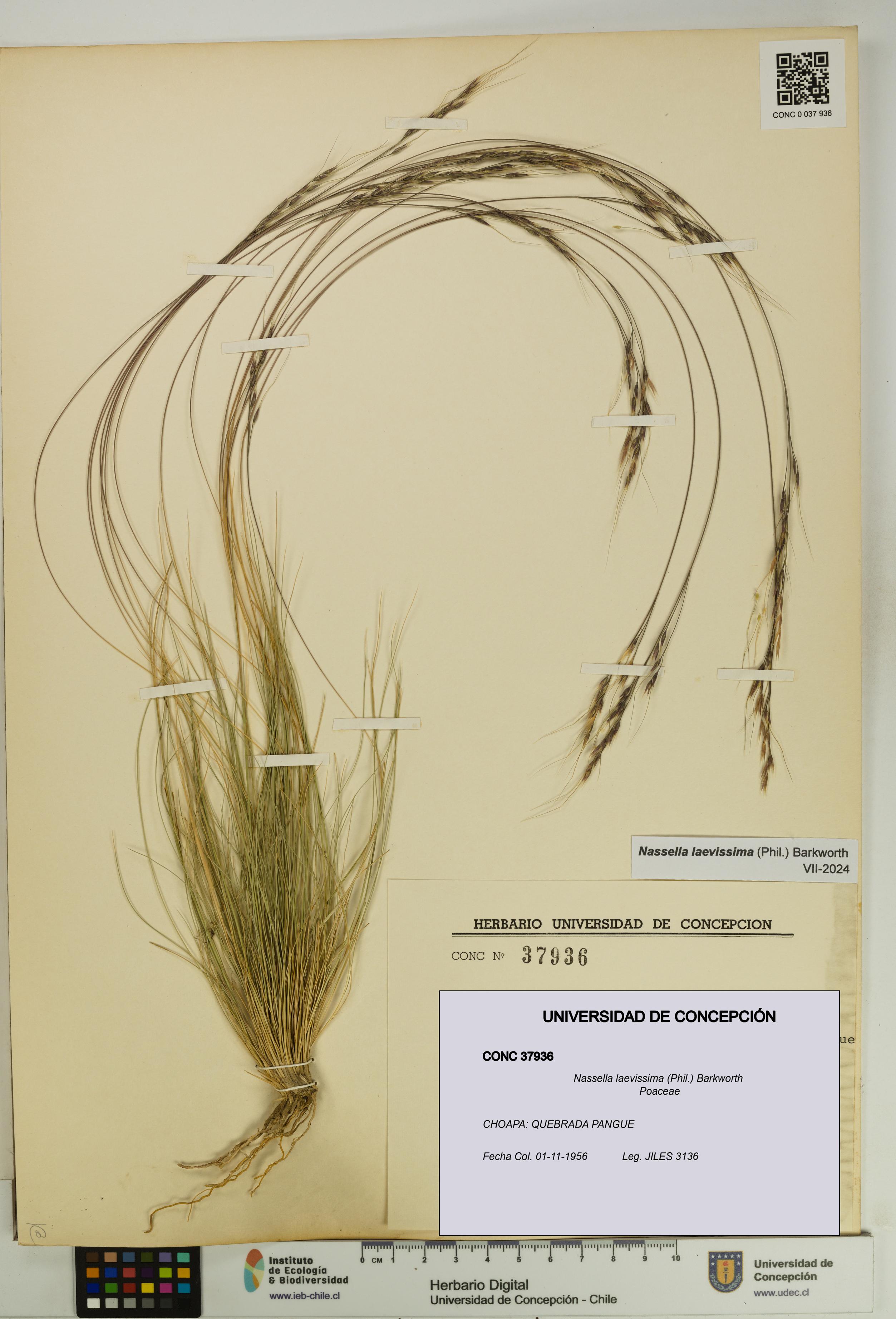 Nassella laevissima [Espécimen: UDEC:CONC:0037936]