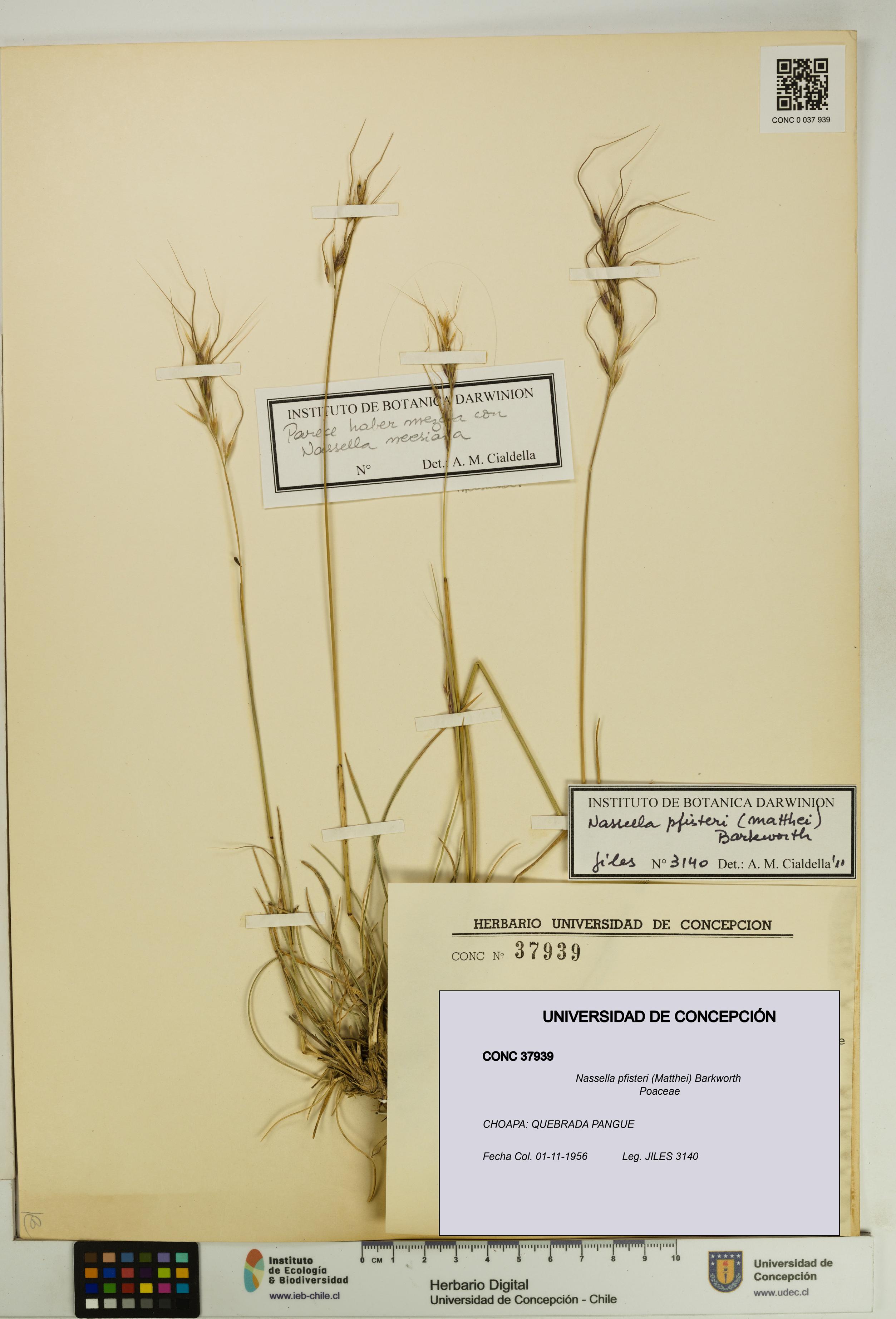 Nassella pfisteri [Espécimen: UDEC:CONC:0037939]