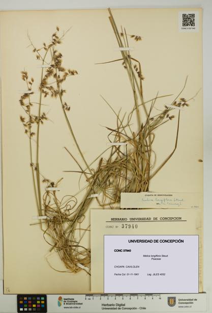 Melica longiflora [Espécimen: UDEC:CONC:0037940]
