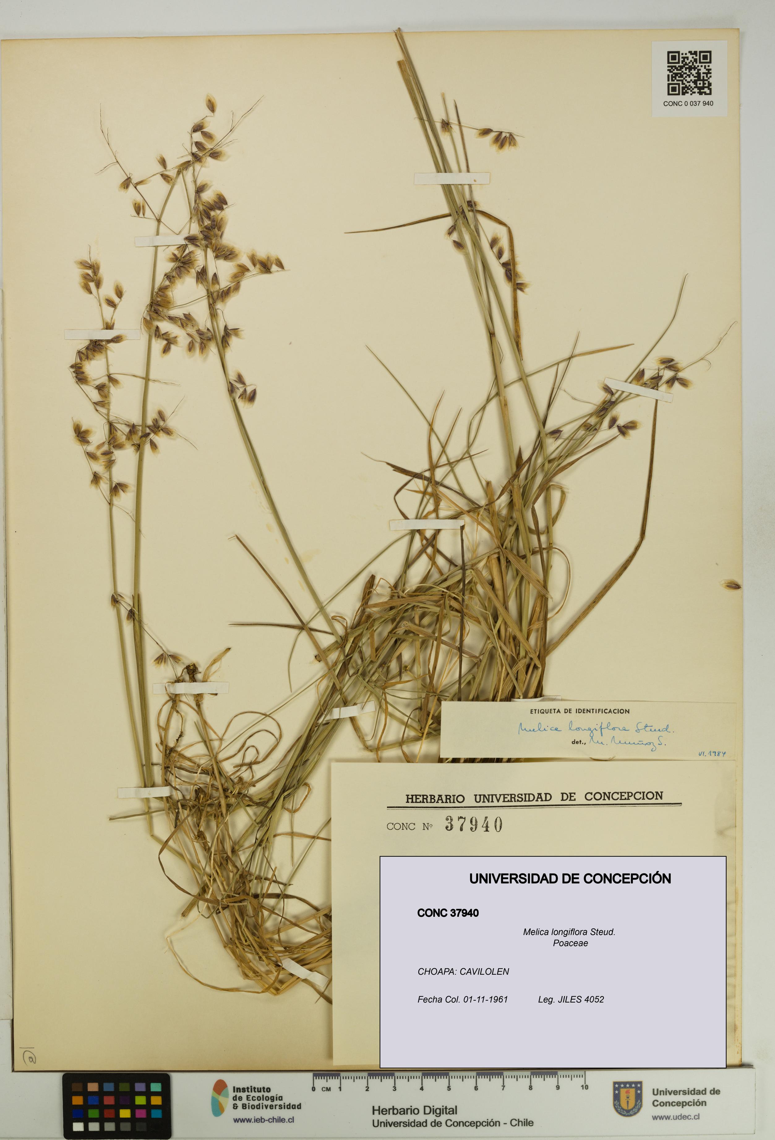 Melica longiflora [Espécimen: UDEC:CONC:0037940]