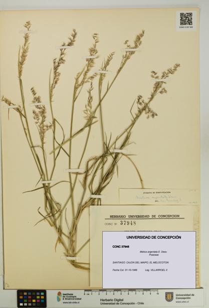 Melica argentata [Espécimen: UDEC:CONC:0037948]