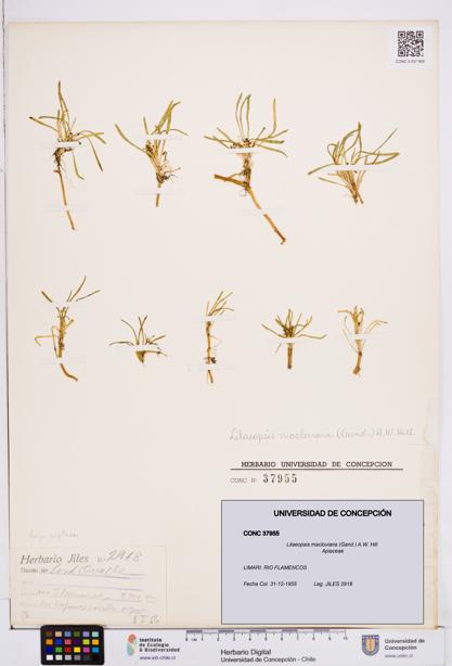 Lilaeopsis macloviana [Espécimen: ]