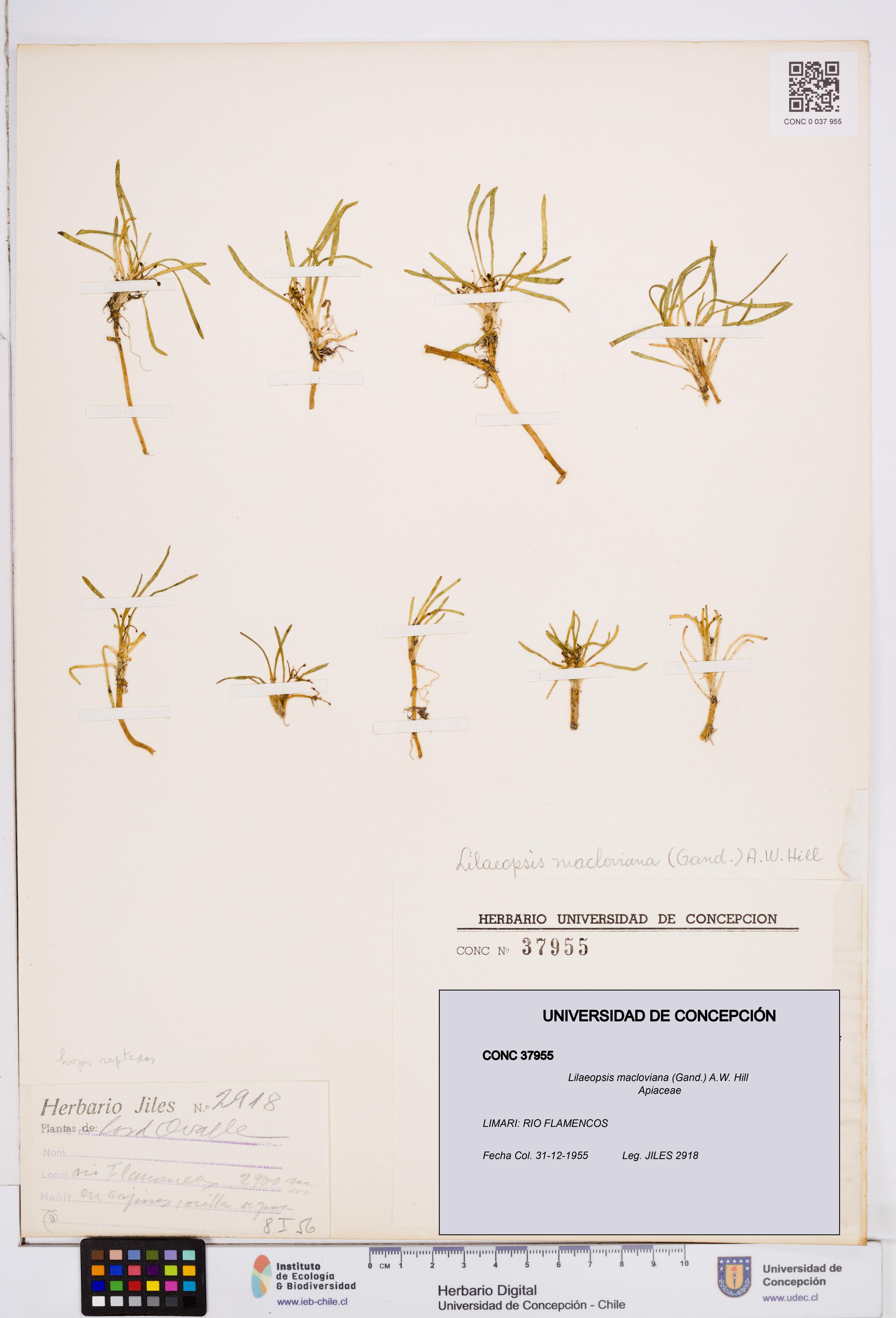 Lilaeopsis macloviana [Espécimen: ]
