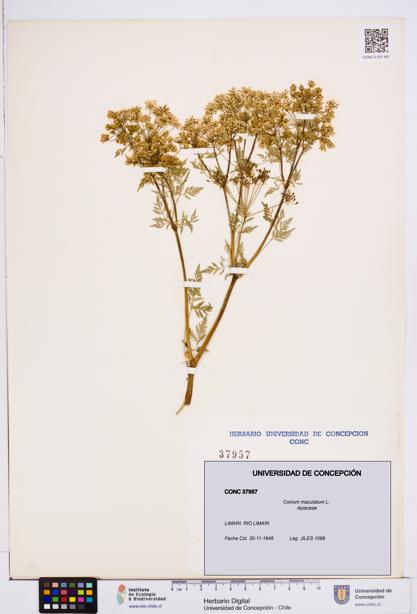 Conium maculatum [Espécimen: ]