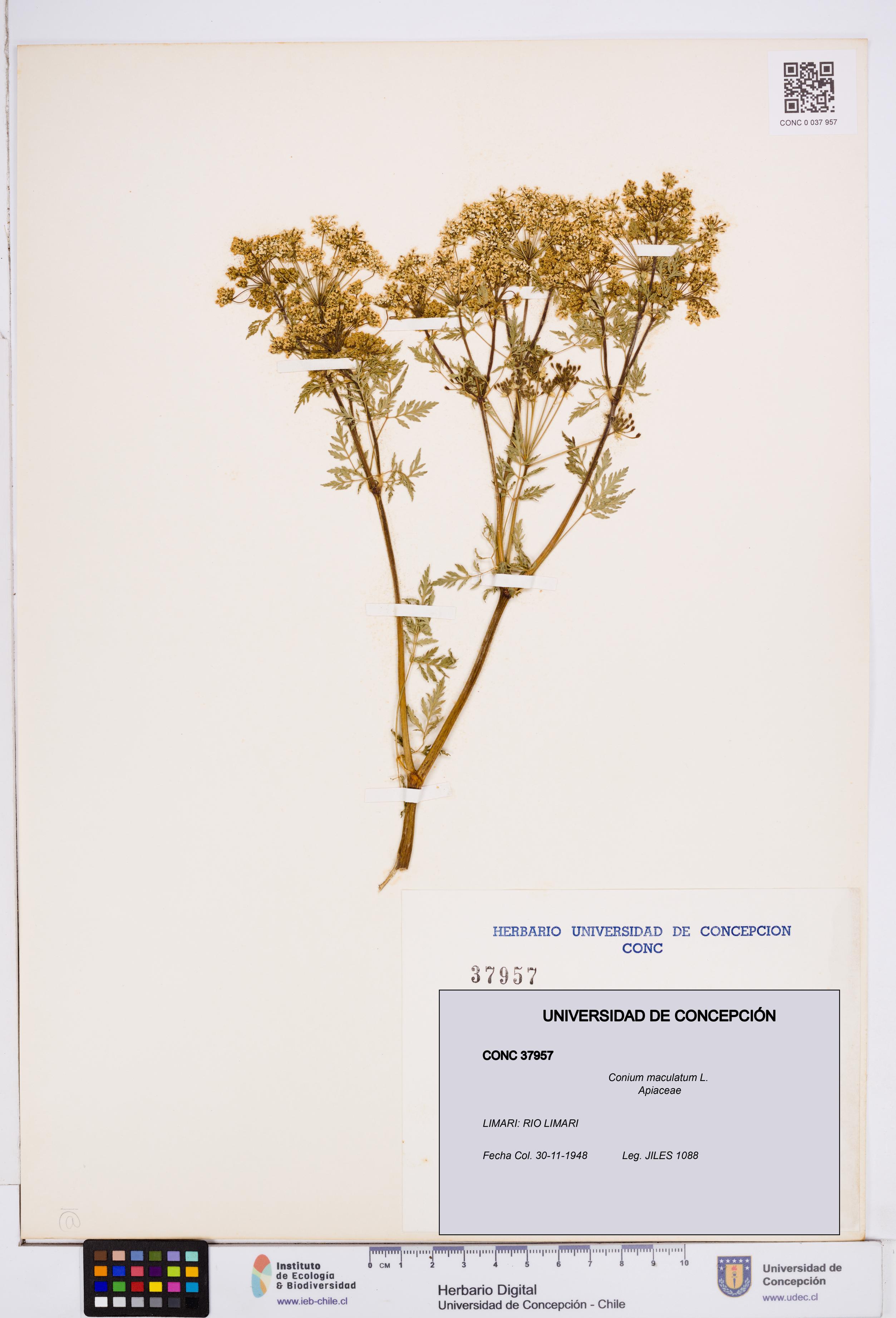 Conium maculatum [Espécimen: ]