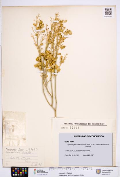 Gymnophyton isatidicarpum [Espécimen: ]