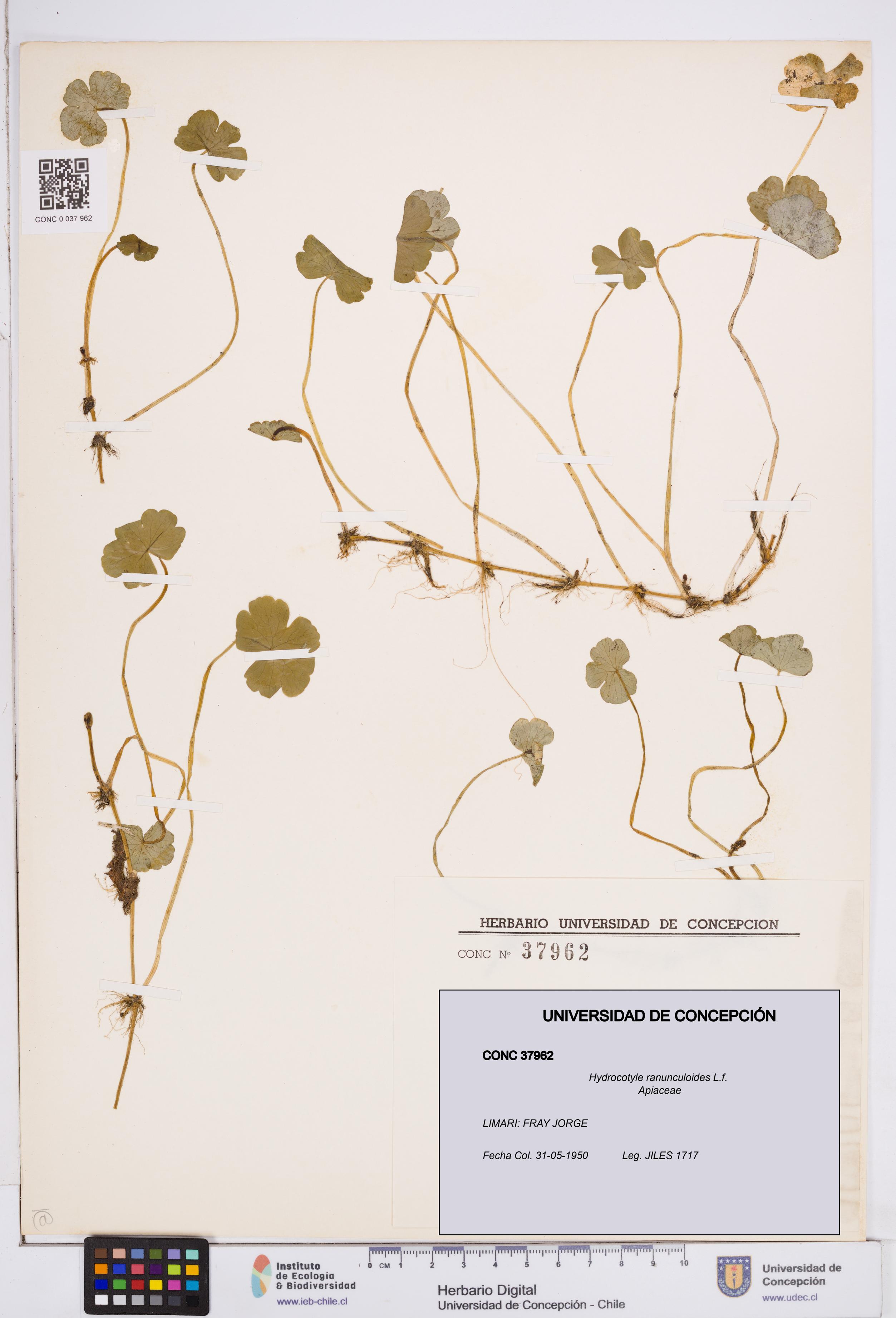 Hydrocotyle ranunculoides [Espécimen: ]