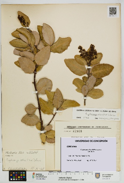 Cryptocarya alba [Espécimen: UDEC:CONC:0037966]