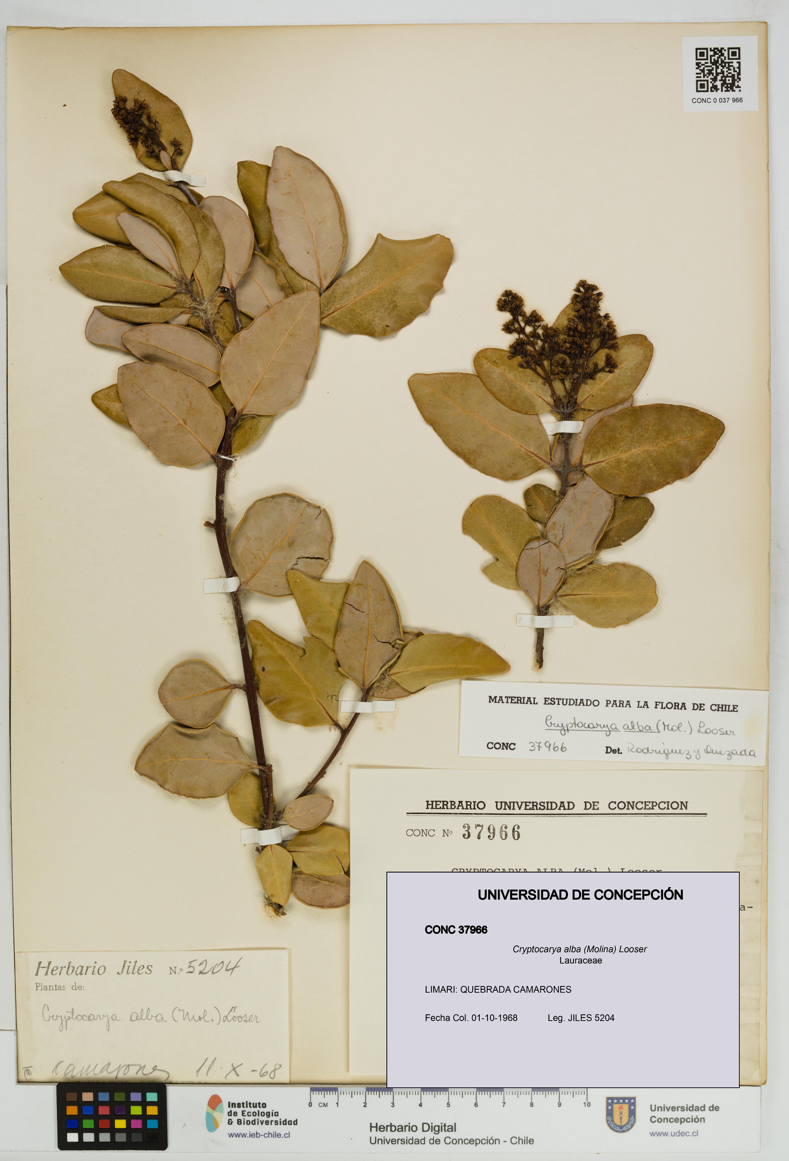 Cryptocarya alba [Espécimen: UDEC:CONC:0037966]