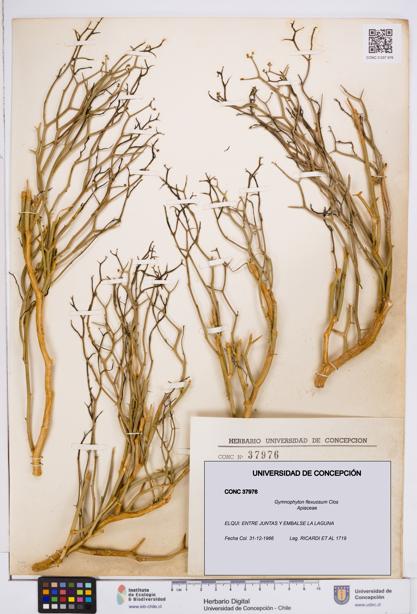Gymnophyton flexuosum [Espécimen: ]