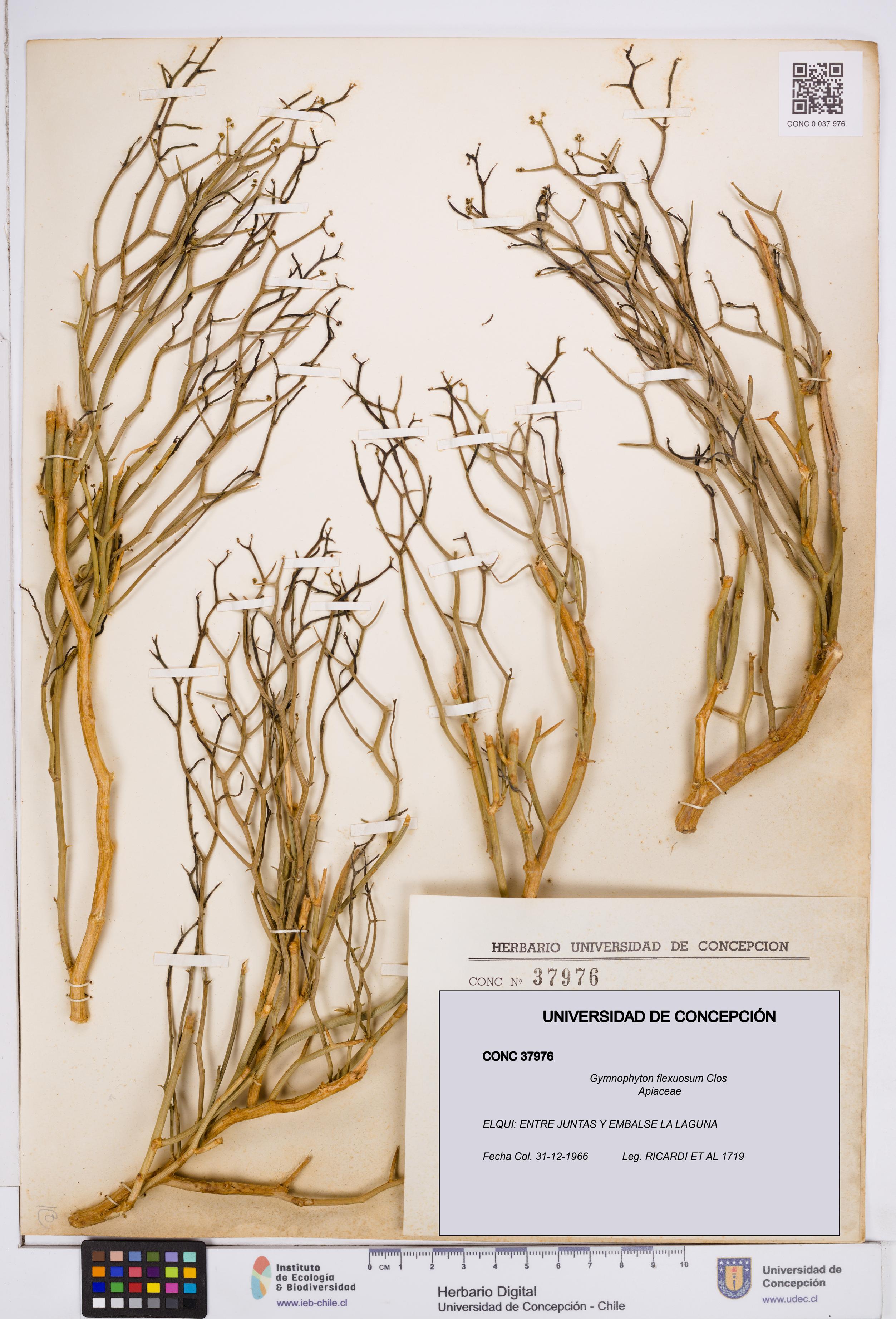 Gymnophyton flexuosum [Espécimen: ]