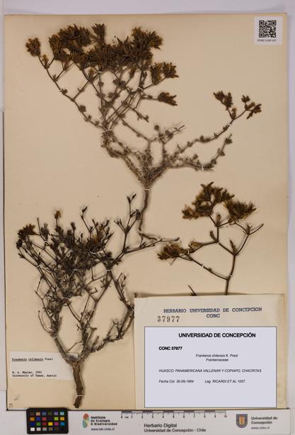 Frankenia chilensis [Espécimen: UDEC:CONC:0037977]