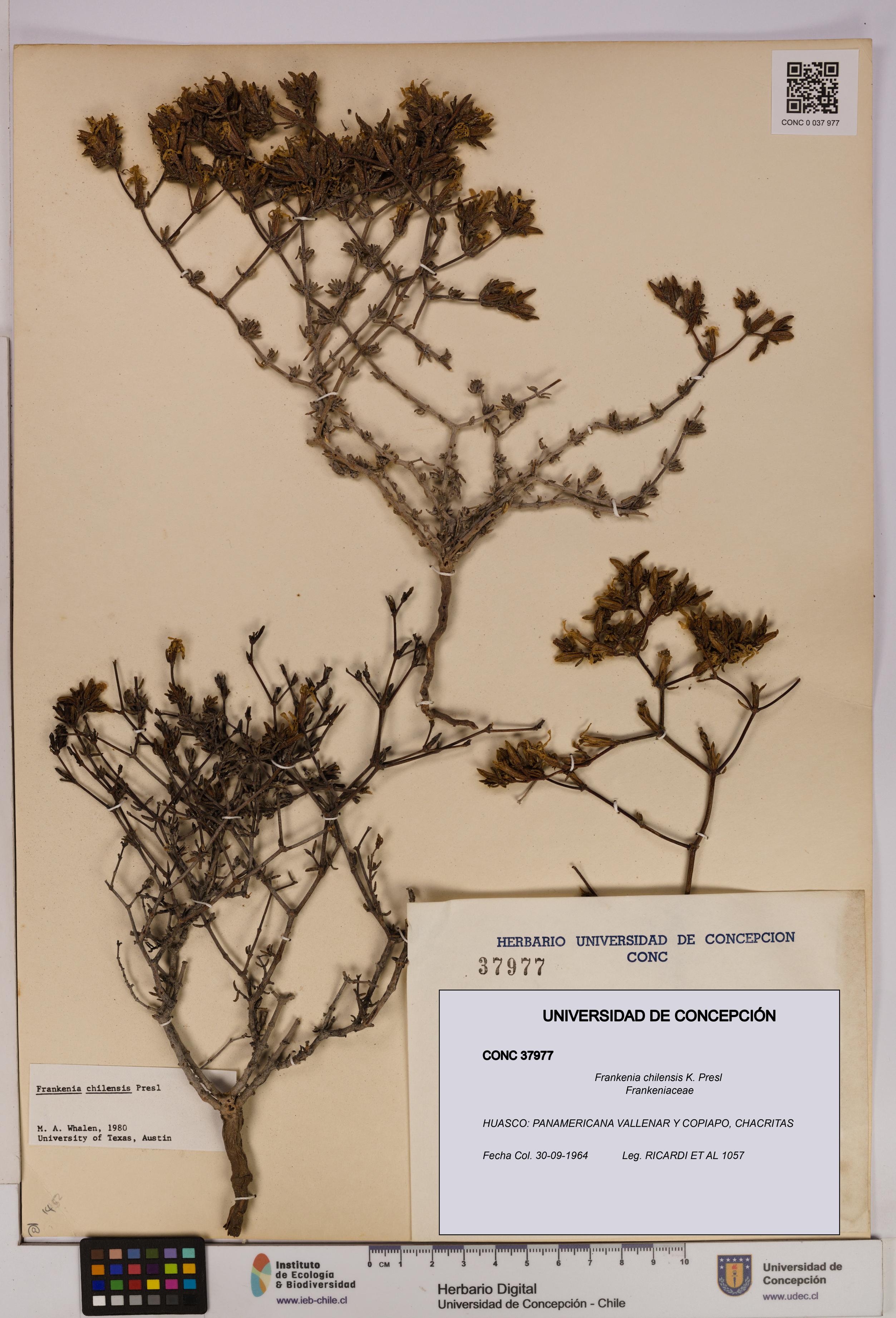 Frankenia chilensis [Espécimen: UDEC:CONC:0037977]