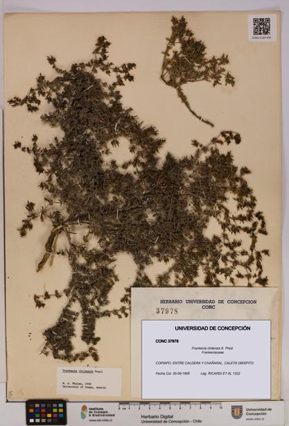 Frankenia chilensis [Espécimen: UDEC:CONC:0037978]