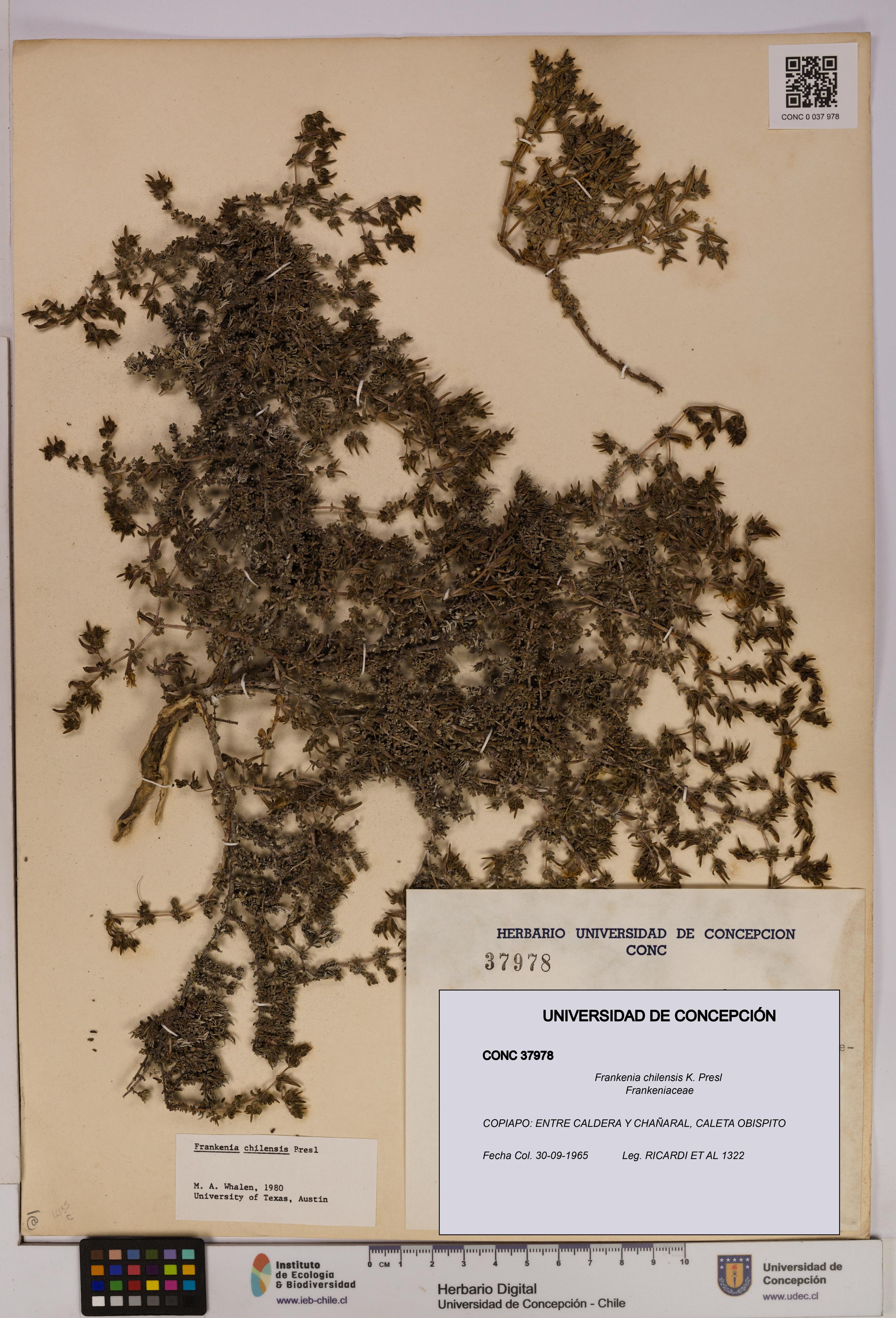 Frankenia chilensis [Espécimen: UDEC:CONC:0037978]