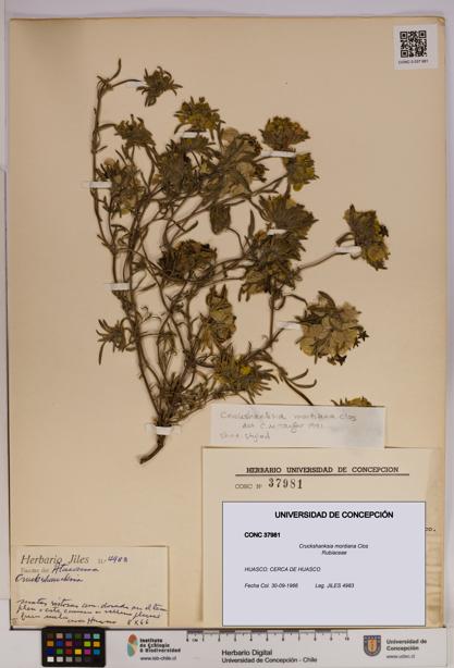 Cruckshanksia montiana [Espécimen: UDEC:CONC:0037981]