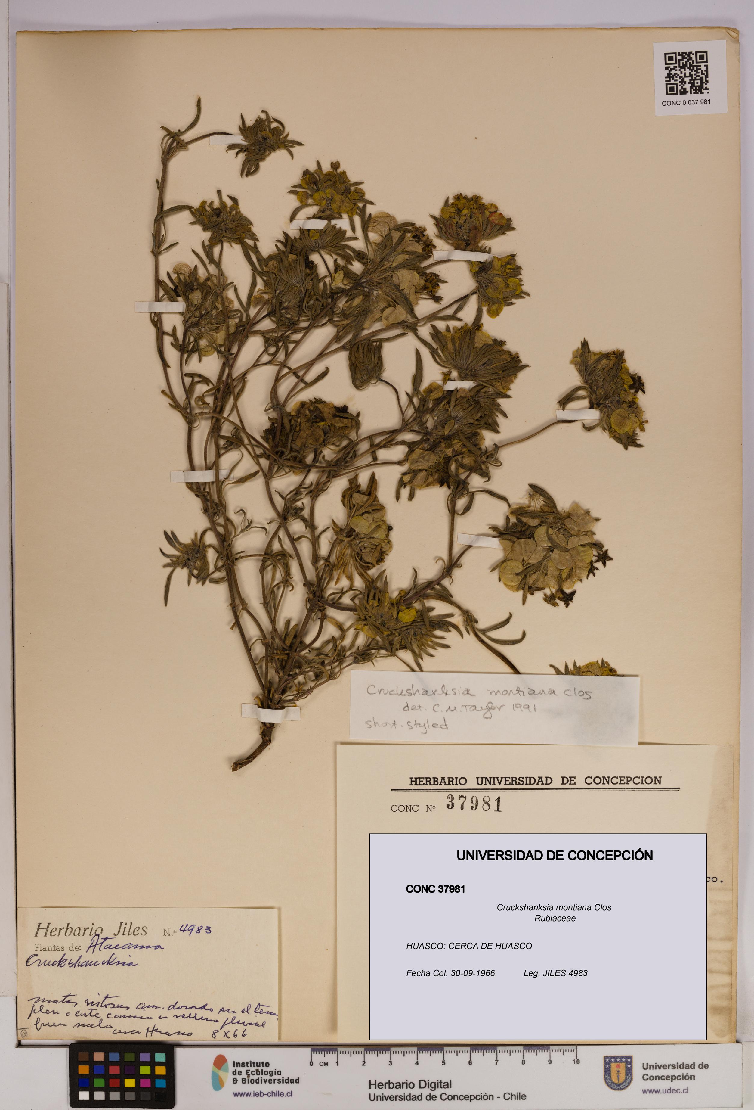 Cruckshanksia montiana [Espécimen: UDEC:CONC:0037981]