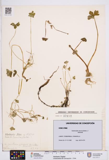 Hydrocotyle ranunculoides [Espécimen: ]