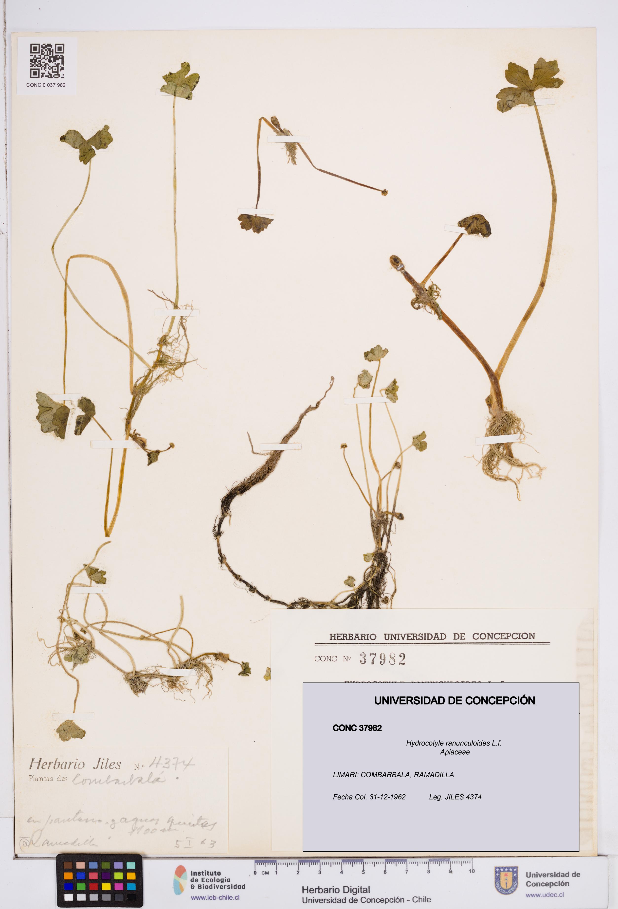 Hydrocotyle ranunculoides [Espécimen: ]