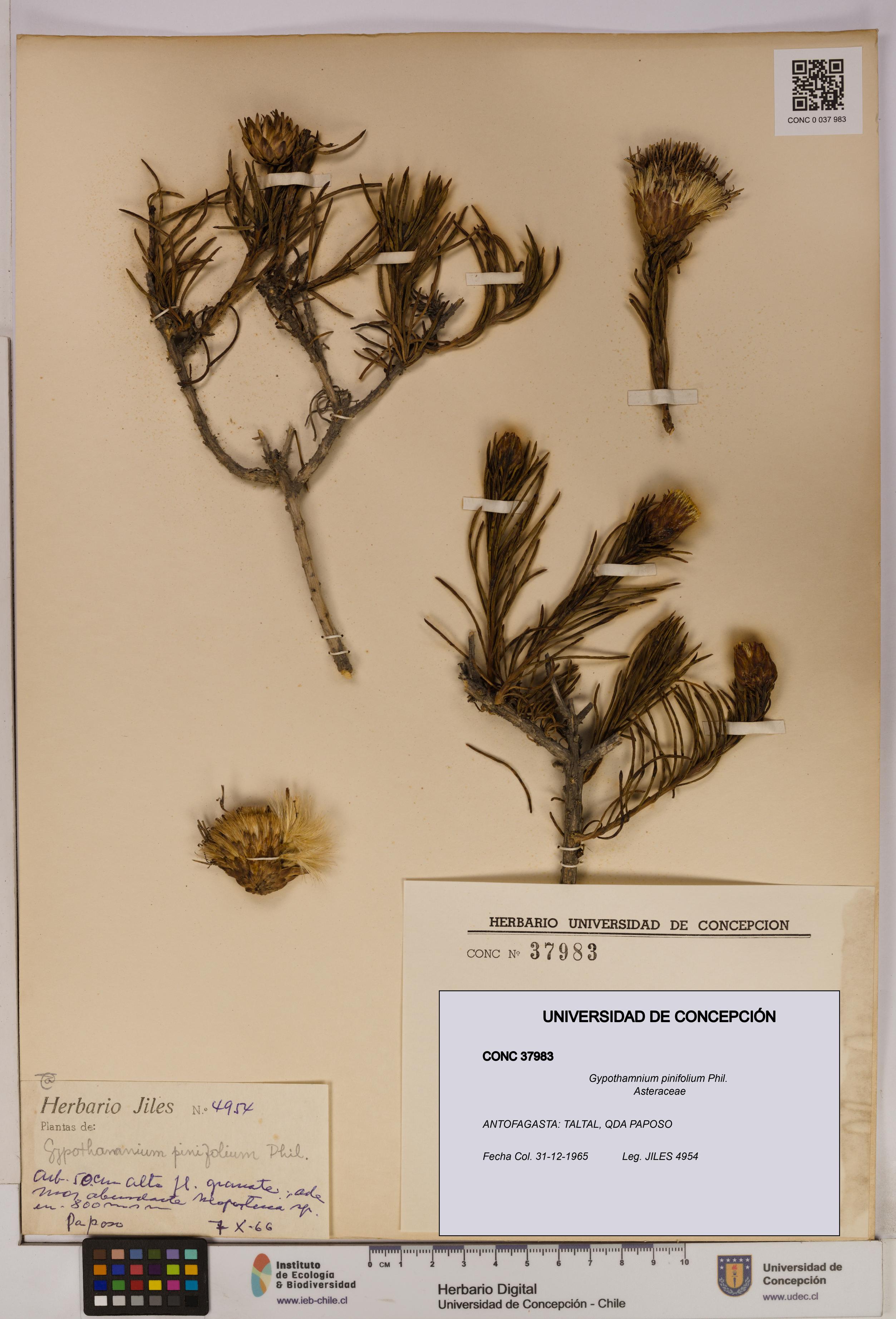 Gypothamnium pinifolium [Espécimen: UDEC:CONC:0037983]
